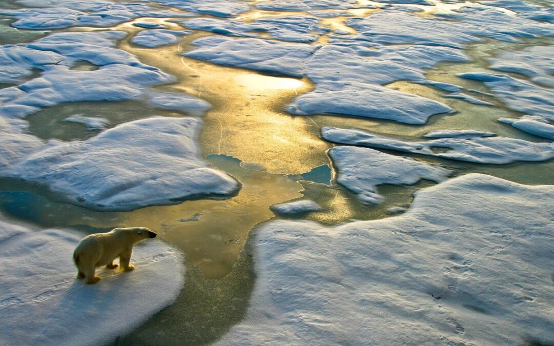 Mudanças climáticas: o que são e quais os impactos para a natureza?