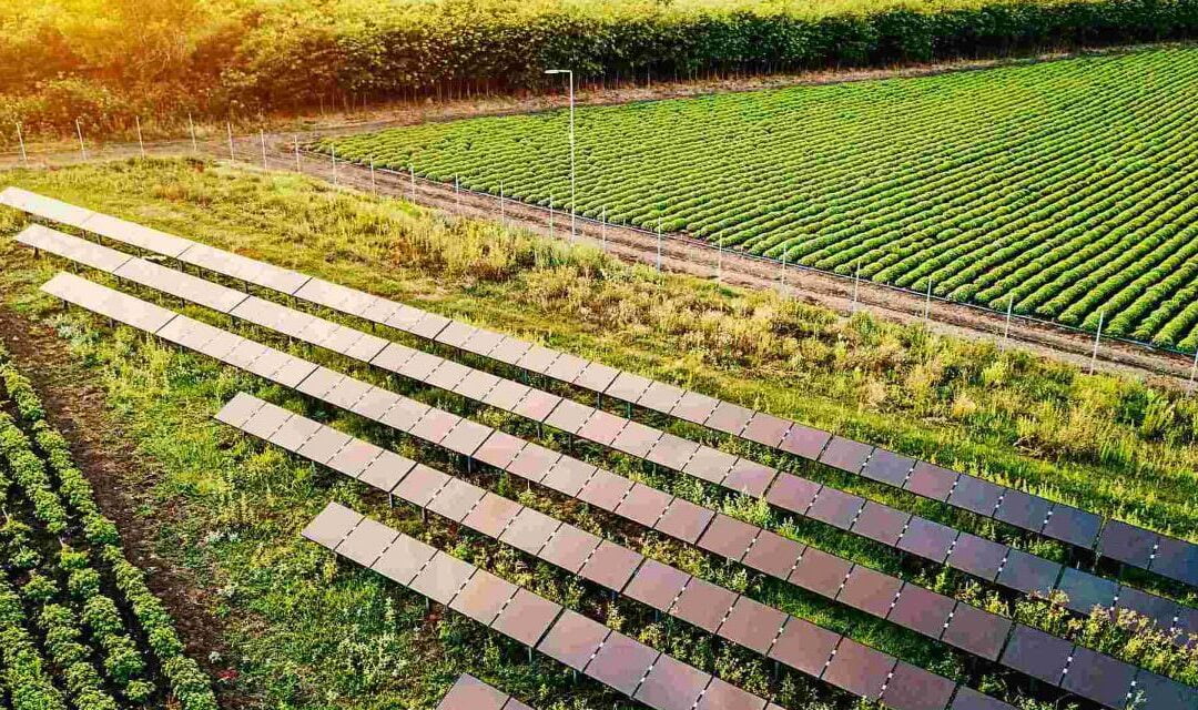 O que você precisa saber sobre energia solar no agronegócio