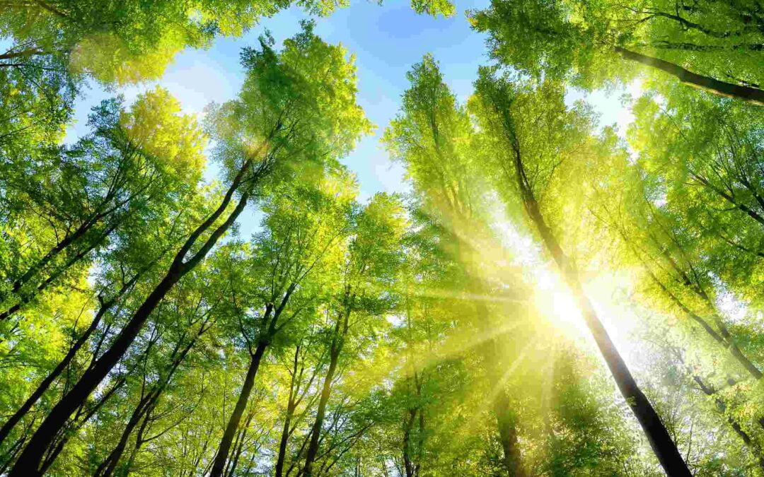 Mudanças climáticas: entenda a relação com a energia solar!